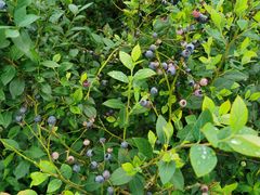 -金谷域澳洲庄园