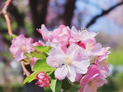-海棠花溪(元大都城垣遗址公园)