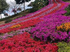 -东莞植物园