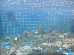 -吉香碳烤生蚝(仙霞路店)