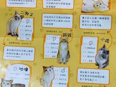 -滚猫咖啡·猫咖·猫友好撸猫(未来城店)