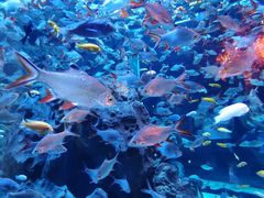 -成都浩海立方海洋公园