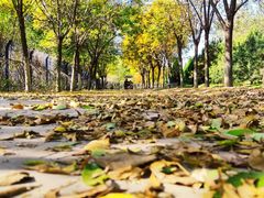 -永定河休闲森林公园