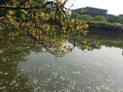 -嘉定紫藤园