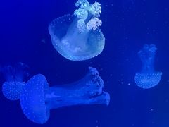 -海合安青岛极地海洋公园
