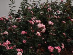 -人民公园(罗湖区)