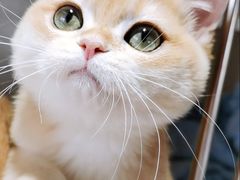 -东方名猫馆·英短金渐层布偶猫舍(环线广场1号楼店)