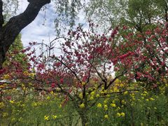 -南汇桃花村