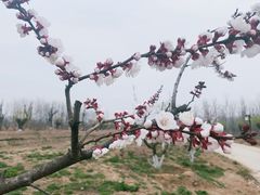 -汉长安城未央宫国家考古遗址公园