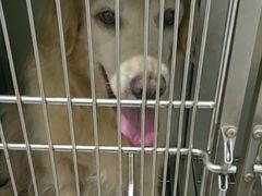 -佳雯宠物医院·皮肤科·内外科(春晓路分院)