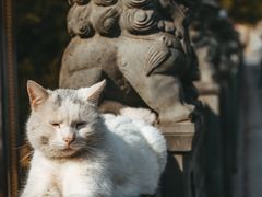 -高旻寺
