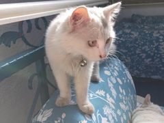 海妖酒吧-Sirena海妖日咖夜酒