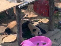 -大连森林动物园