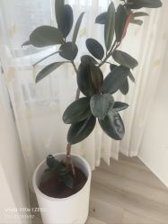 -HEYAN荷妍专业脱毛连锁机构