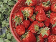 -胜丰草莓采摘园