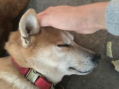 -柴犬高等学院·狗咖·柴犬售卖·宠物训练