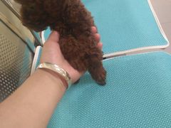 -瑞派宠物医院·24h·骨外科·皮肤科·全科宠物医疗转诊中心(沈阳浑南院)