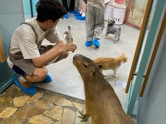 -Honey Bacca 哈尼芭卡高端萌宠(朝阳大悦城店)