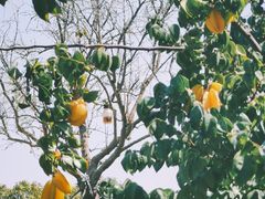 -仙岳公园