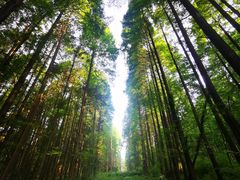 -武陵山森林公园