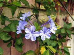 -三圣花乡旅游区