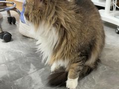 -东莞宠友24H宠物中心医院·转诊夜诊·异宠(新河北路院)