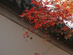 -秋霞圃