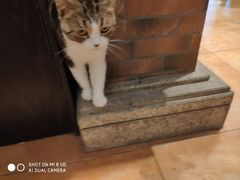 -more than meow吴止猫主题餐厅(承德 中船汇店)