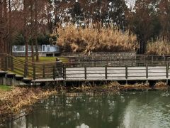 -昆山城市生态森林公园