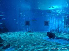 -北戴河圣蓝海洋公园