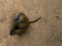 -西霞口神雕山野生动物世界