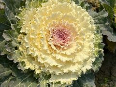 -中国天府农业博览园