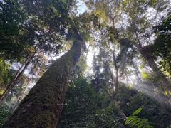 -西双版纳原始森林公园