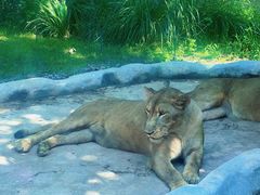 -北京野生动物园