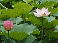 -悦南国酒店(深圳罗湖口岸店)