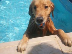 -趣玩宠物乐园寄养训犬训狗游泳池