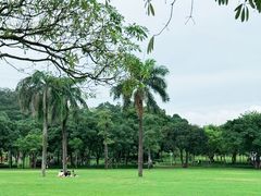 -紫马岭公园