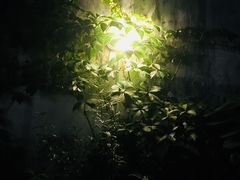 -素咫咖啡CLIFEROSE