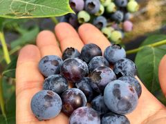 -花山蓝莓采摘园