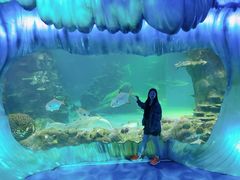 -悉尼海洋生物水族馆