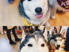 -Husky Go! 哈士奇体验馆·宠物咖啡厅狗咖