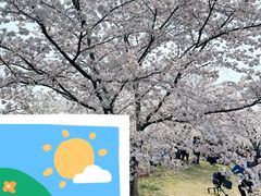 -顾村公园