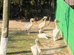 -西霞口神雕山野生动物世界