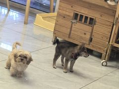 -柴犬小屋·柴餐厅·狗咖食堂(金鼎广场店)