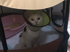 -爱侣宠医·鹦鹉专科·小型哺乳类·异宠专科(灵石路店)