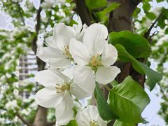 -芦庄子桂顺斋(和平路总店)