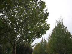 -永定河休闲森林公园