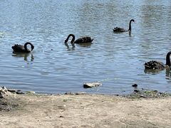 -长春市南湖公园