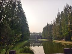 -黄海国家森林公园