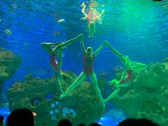 -芜湖新华联大白鲸海洋公园